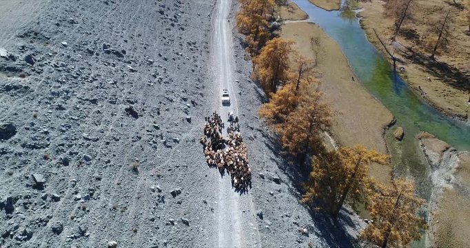 4k 60 fps Mongolia Aerial view of Altai track with 4x4 behind sheep herd - top view from front
