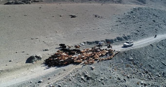4k 60 fps Mongolia Aerial view of Altai track with 4x4 behind sheep herd - side view zoom out