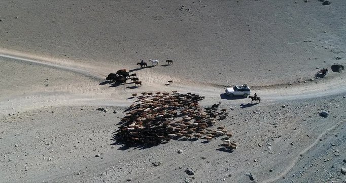 4k 60 fps Mongolia Aerial view of Altai track with 4x4 behind sheep herd - above view with car escaping side track
