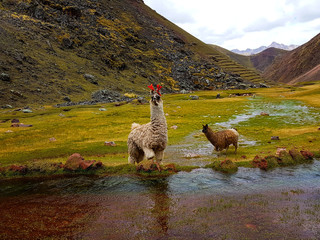 Alpaca in the red valley
