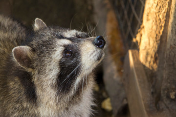 Raccoon aka Procyon lotor in the zoo