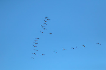 Flock of migratory birds against a blue sky.