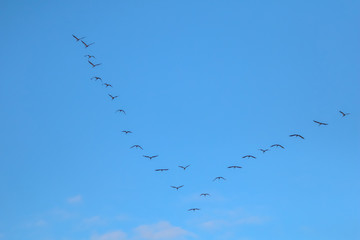Flock of migratory birds against a blue sky.