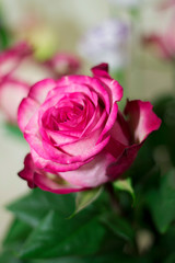 Pink and white blooming rose gifrt with love