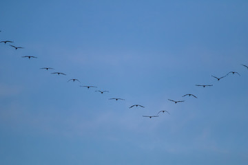 Flock of migratory birds against a blue sky.