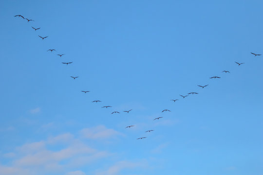 Flock of migratory birds against a blue sky.