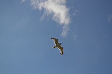 seagull flying in the blue sky