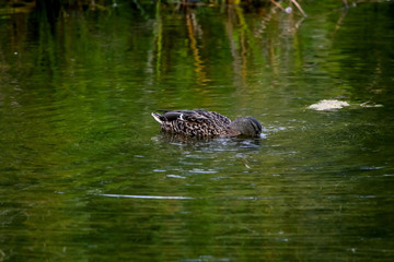 Ducks swims in the lake.
