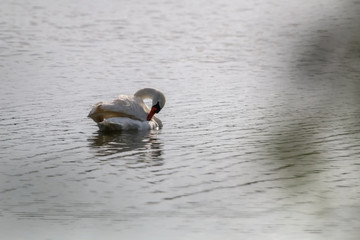 Beautiful white swan swims in the lake.