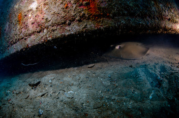 Stingray hiding in crevices of Sattakut shipwreck in Koh Tao, Thailand