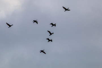 Flock of ducks flying in the blue sky.
