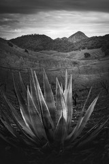 Beautiful black and white photograph of a cactus and Mount Talayon