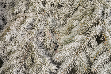 Beautiful branches of the Christmas tree for the New Year.