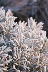 Frost on Lavender bush in the winter garden. Lavandula

