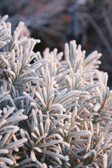 Frost on Lavender bush in the winter garden. Lavandula
