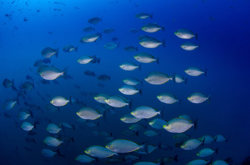School of streaked spinefoot/ Java rabbitfishes (Siganus javus) in deep blue waters of Koh Tao,...