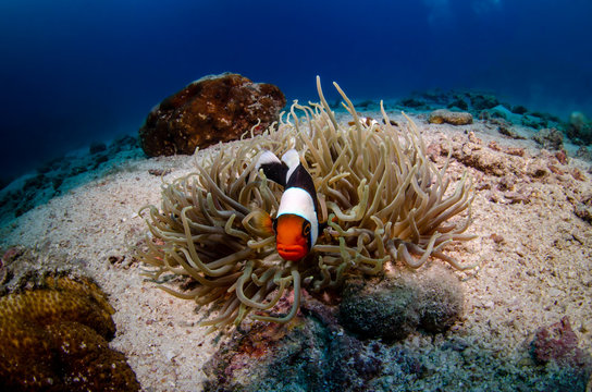 Saddleback Clownfish, Amphiprion polymnus