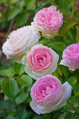 Flowers of pink roses on the bush as a bouquet. Cream-pink rose 