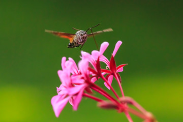 hummingbird hawk-moth Macroglossum stellatarum feeding on pink flowers