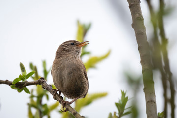 Eurasian Wren bird (Troglodytes troglodytes) display, singing and mating during Springtime season