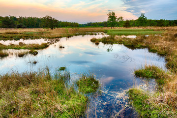 Wetlands and moorland on the national park Groote Zand near Hooghalen Drenthe during sunset - obrazy, fototapety, plakaty