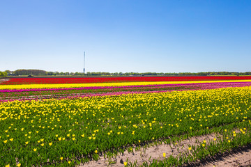 Multi colored Dutch tulips flowers field with a blue sky