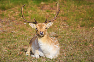 Fallow deer stag Dama Dama with big antlers resting