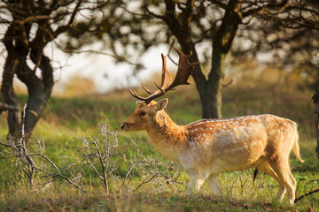 Fallow deer Dama Dama stag in Autumn