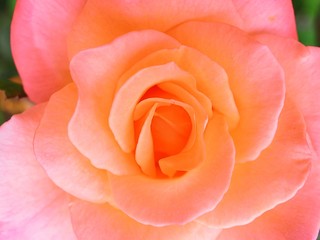 pink or orange rose close up
