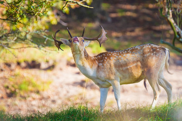 Fallow deer Dama Dama stag in Autumn