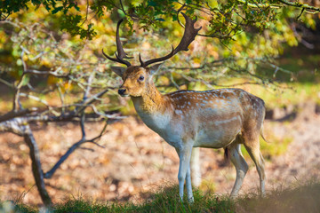 Fallow deer Dama Dama stag in Autumn