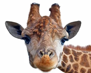 Fotobehang Giraf hoofd gezicht © AVD