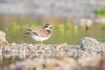 Common Ringed Plover Charadrius hiaticula waterfowl bird foraging in between rocks on wetlands