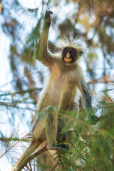 Wild Zanzibar Red Colobus Monkey, Procolobus kirkii, in Jozani Chwaka Bay National Park