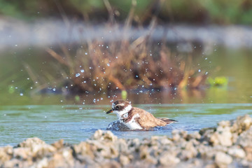Common Ringed Plover Charadrius hiaticula waterfowl bird preening and cleaning in between rocks on wetlands