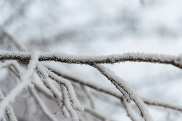 Branches of fruit trees under the snow.
