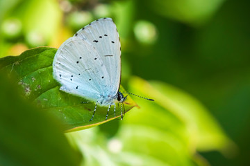 holly blue, Celastrina argiolus, butterfly perched in a forest