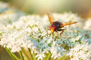 Volucella zonaria, hornet mimic hoverfly, pollinating during sunset