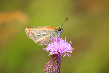 Essex skipper butterfly (Thymelicus lineola) feeding and pollinating