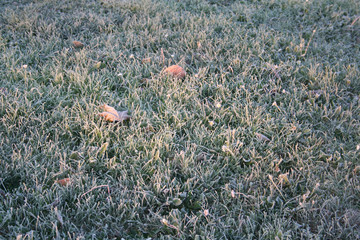 Frost on green grass and dried leaves in the winter garden. Winter background with selective focusin the winter garden. Winter background with selective focus

