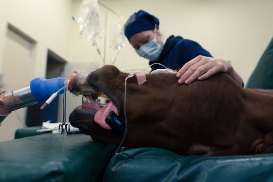Female surgeon examining a horse in operation theatre - Powered by Adobe