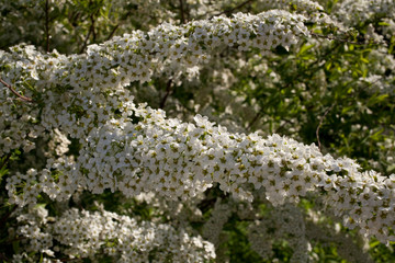 Blooming Spirea Grefsheim