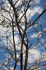 Bare tree branches against the sky