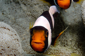 Saddleback Clownfish, Amphiprion Polymnus