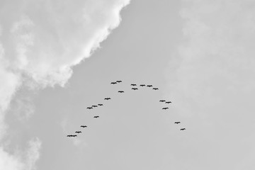 a flock of birds in the sky - monochrome