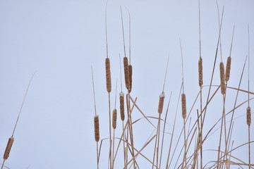 dry reed in winter