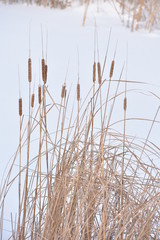 Obraz premium dry reed in winter