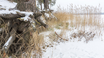 Pine trees with gnarled roots growing on the slope exposed to soil erosion. Ecological problems