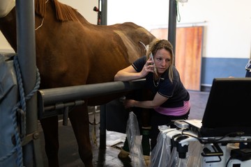 Female surgeon examining a horse in hospital
