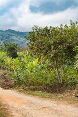 Fototapeta na wymiar Banana tree plantation near Long Neck Karen village, Thailand